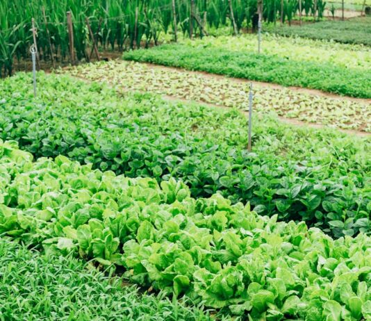 스마트농업 전문인력 육성 기관 첫 지정…순천대·연암대 green leaf vegetable