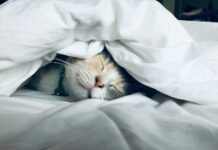 운동과 영양이 정신 건강에 미치는 영향 white cat sleeps under white comforter