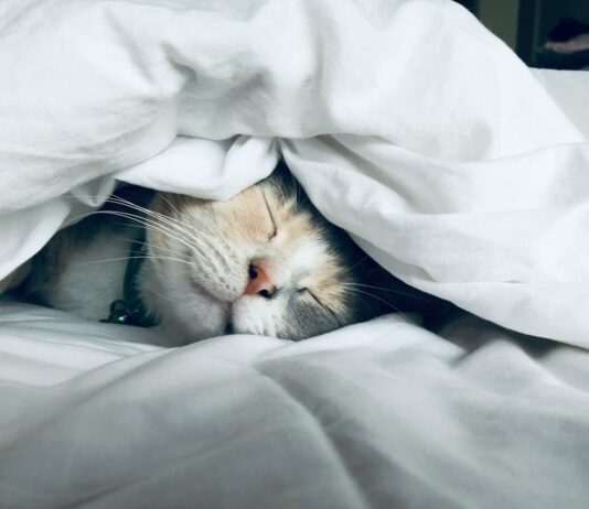 운동과 영양이 정신 건강에 미치는 영향 white cat sleeps under white comforter