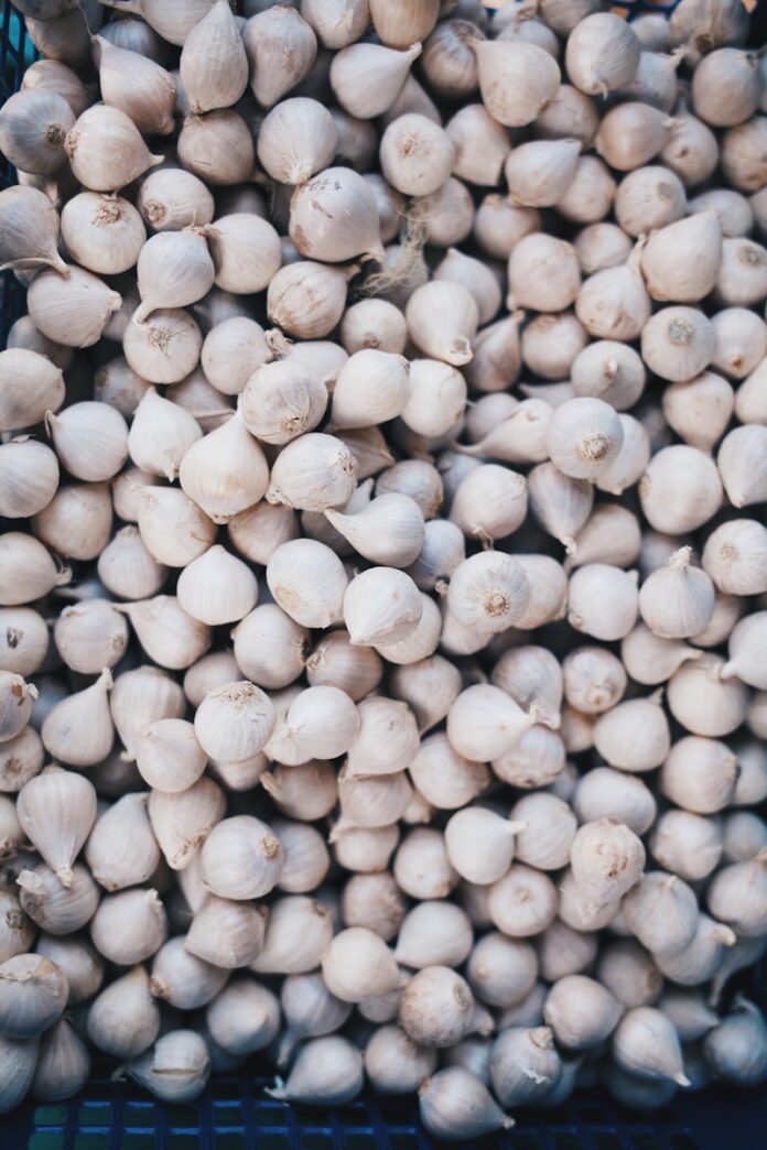garlic lot