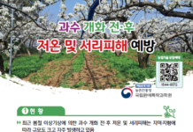 과수 꽃 피는 시기 평년과 비슷하나 편차 커…기상 변동 주의