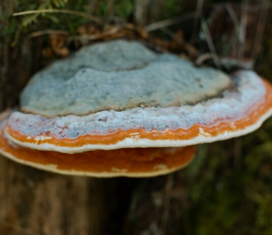 버섯이 대세? MZ세대가 주목하는 ‘기능성 버섯’ 열풍 a close up of a mushroom on a tree