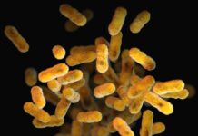 면역력의 80%는 장에 있다: 마이크로바이옴이 설계하는 내 몸의 방어막 a close up of a bunch of small yellow things