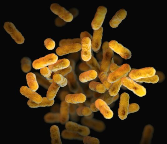 면역력의 80%는 장에 있다: 마이크로바이옴이 설계하는 내 몸의 방어막 a close up of a bunch of small yellow things