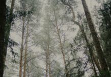 건강 관리의 또 다른 선택지, ‘대체요법’ 일상 속에 스며들다 Tall pine trees in a misty forest