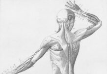 “근육 건강, 일상 속 작은 변화로 시작해볼 때” Human musculature from behind