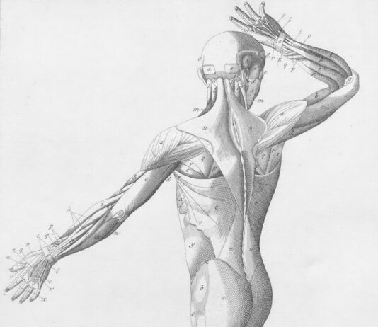 “근육 건강, 일상 속 작은 변화로 시작해볼 때” Human musculature from behind