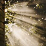 만성피로, 생활 속 작은 변화로 이겨낸다…실천 가능한 ‘리셋 루틴’ 주목 sun rays coming through trees