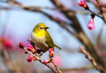 일상에서 실천하는 정신건강 관리, 소소한 변화로 지키는 마음의 평화 yellow bird on Sakura tree