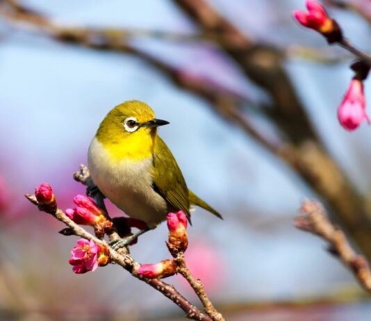 일상에서 실천하는 정신건강 관리, 소소한 변화로 지키는 마음의 평화 yellow bird on Sakura tree