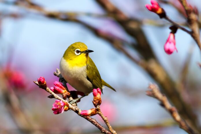 Photo by Boris Smokrovic yellow bird on Sakura tree